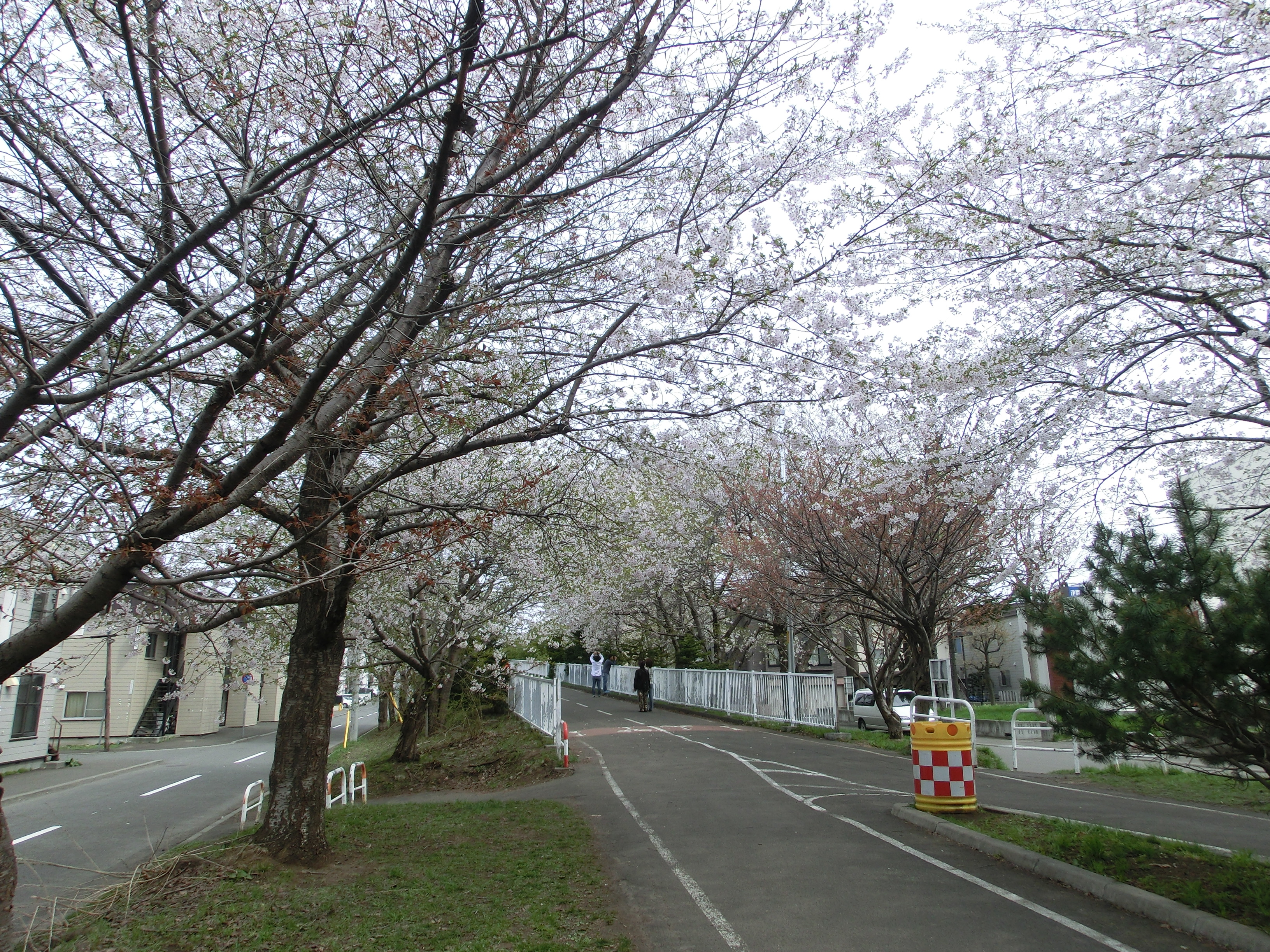 白石サイクリングロード_桜