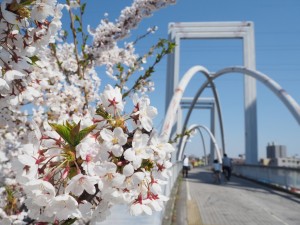 白石サイクリングロード桜