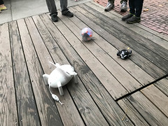 屋外で暴れるホモォ